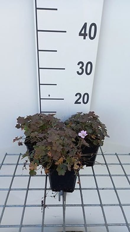 6x Ooievaarsbek - Geranium hybr. 'Dusky Crug' | 9x9 cm pot