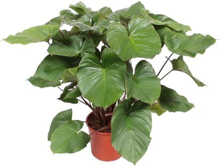Homalomena Rubescens Maggy - 130 cm - ø34