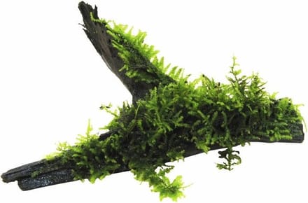 Moerings Driftwood met vesicularia dubyana (java mos) | Medium Waterplant