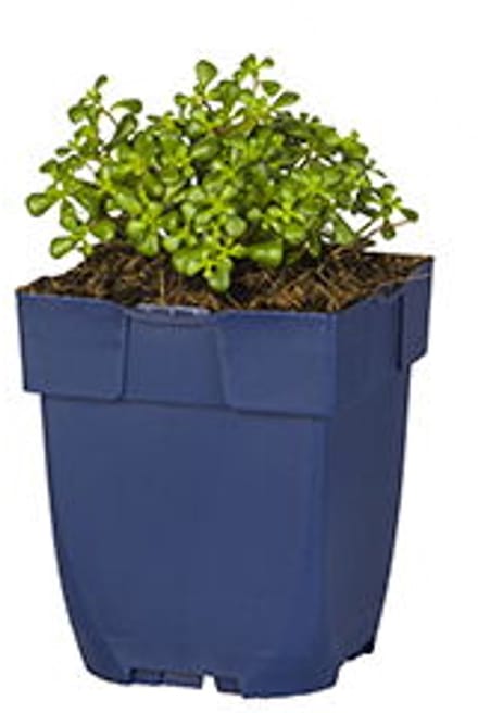 Griffioen - Sedum oreganum