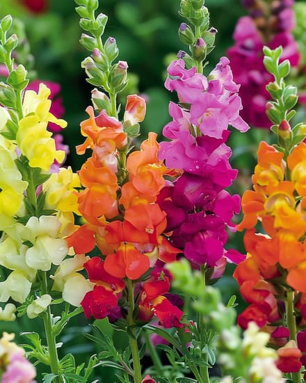 Leeuwenbekje Zaden Antirrhinum Majus Halfhoog Gemengd Eenjarig
