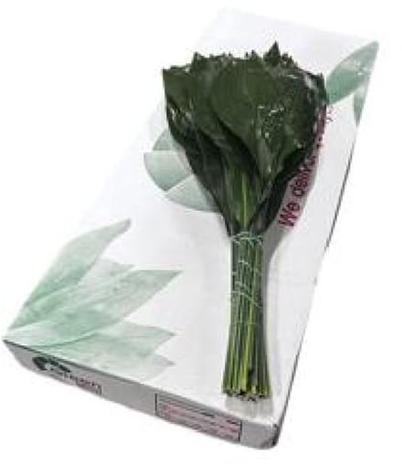 5x Sg aspidistra 70cm