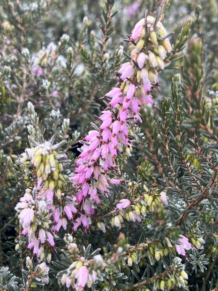 Winterheide Roze - 6 Stuks - Erica darleyensis 'Ghost Hills' - 1.5L