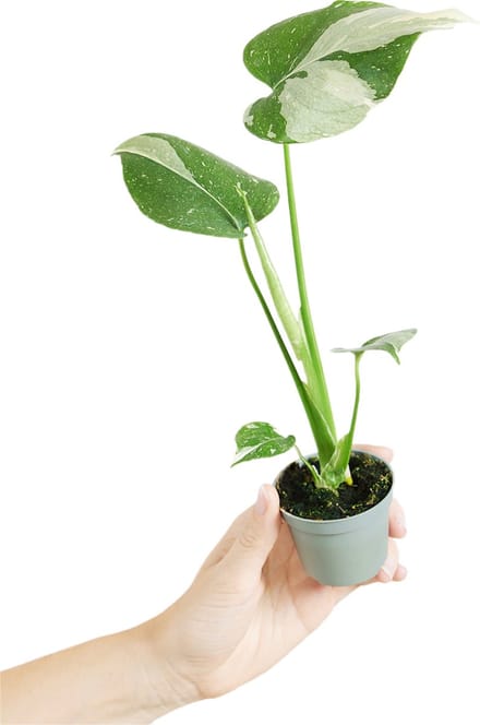 PLNTS - Baby Monstera Thai Constellation - Kamerplant - Kweekpot 6 cm - Hoogte 15 cm
