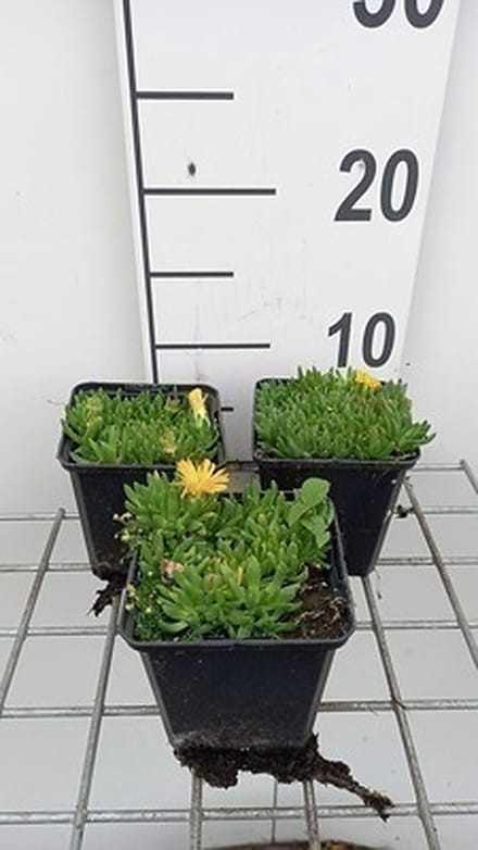 6x Middagbloempje - Delosperma congestum | 9x9 cm pot