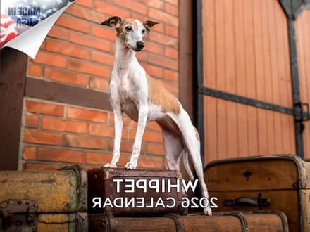 Whippet Kalender - Hondenkalender - Plannen en Organiseren - Dik Papier - 12 x 18 Open