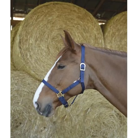 Halster voor paarden Riding World