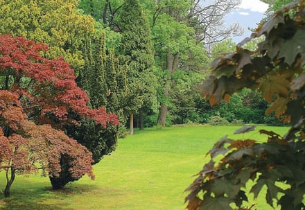 Fotobehang  Forest Nature | PANORAMIC - 250cm x 104cm | 130g/m2 Vlies