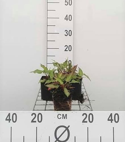 6x Duizenknoop - Persicaria ampl. 'Orange Field' | 9x9 cm pot