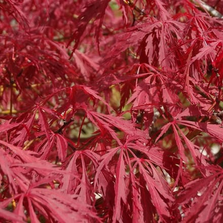 Japanse Esdoorn - Acer palmatum 'Garnet' - 30-40 cm