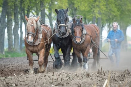 Trekpaarden TW21 - Canvas - Ton van der Weerden - 70 x 100 cm