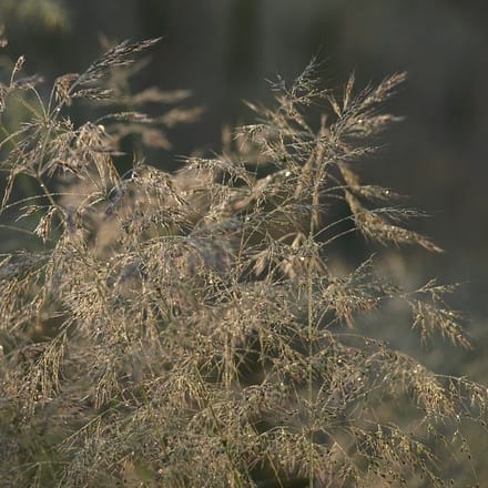 6x Ruwe Smele - Deschampsia flexuosa - Pot 9x9cm