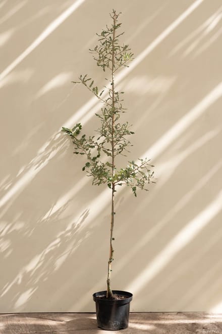 Jonge Spaanse Eikenboom | Quercus hispanica 'Diversifolia' | 100-150cm hoogte