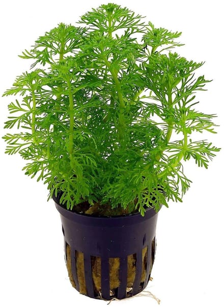 Moerings Limnophila Sessiliflora | Dwerg Ambulia | in 5 cm pot