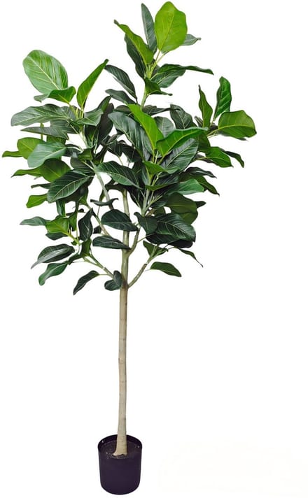 Ficus Audrey 210cm Deluxe
