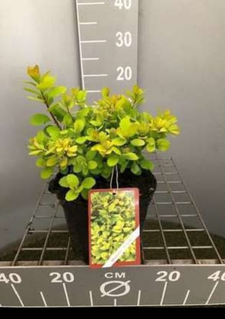 2 x Spiraea bet. 'Tor Gold' - Spierstruik , Sneeuwspirea 30- 40 cm in pot