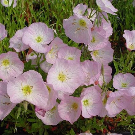 6 x Oenothera Speciosa 'Siskiyou' - Teunisbloem pot 9x9cm