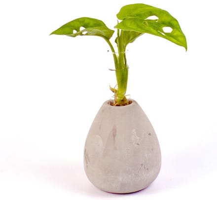 Intenz | Manilla round | Monstera | Zen