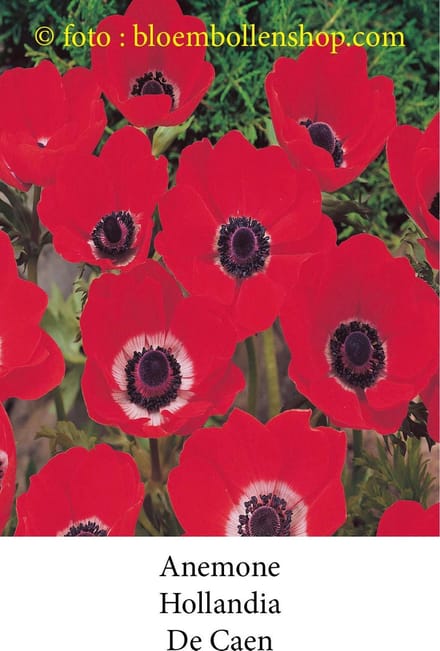 anemone Hollandia 50 bollen maat 8/+
