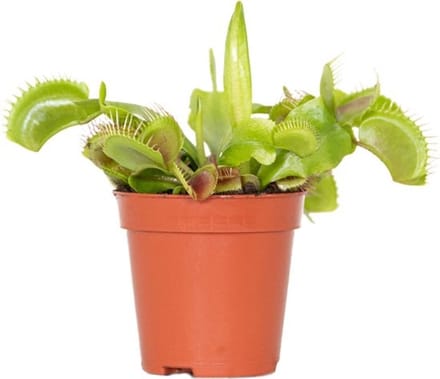 JUNAVERA Dionaea muscipula | Venusvliegenval | terrariumplant | 5 cm pot | ca. 8 cm hoog