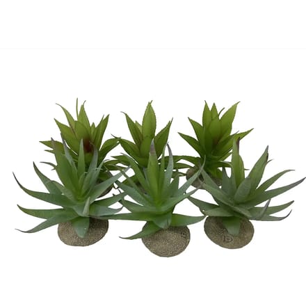 Terra Della - Terrariumplant - Reptielen - Aloë 12x11x11,5cm Gemengde Kleuren - 1st