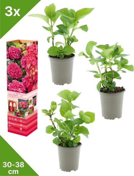GARDENZO - 3x Hydrangea macrophylla 'Rood' (Hortensia) - in P9 Pot