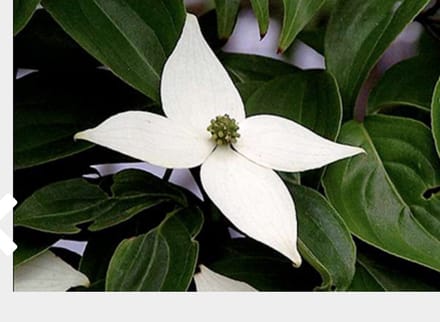Cornus Kousa - Japanse Kornoelje 50 - 60 cm in pot