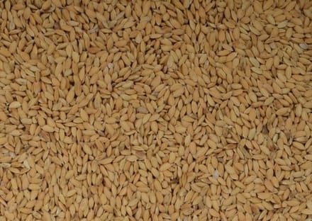 Wielink Paddy rijst 20KG