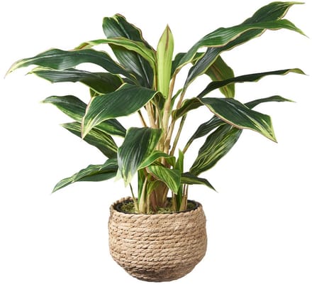 Kunstplant Cordyline H60cm in mand naturel - HTT Decorations kunstplanten