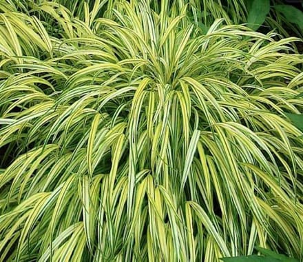 6 x Hakonechloa Macra 'Aureola' pot 9x9cm