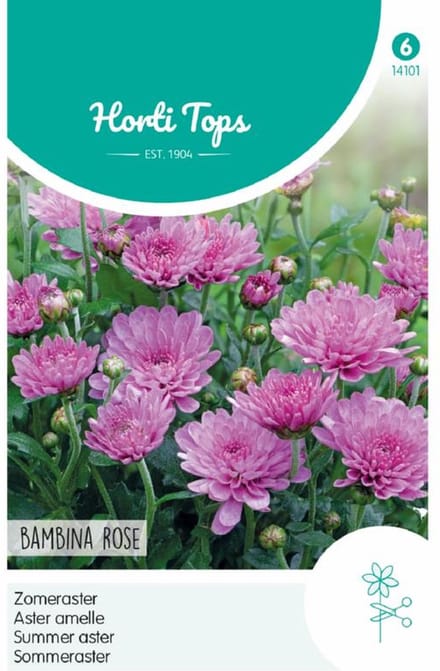 Zomeraster Bambina Rose (Callistephus chinensis)