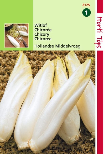 2 stuks - Hortitops - HT Brussels Witlof Hollandse Middelvroeg