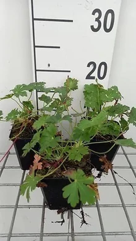 6x Ooievaarsbek - Geranium cant. 'Harz' | 9x9 cm pot