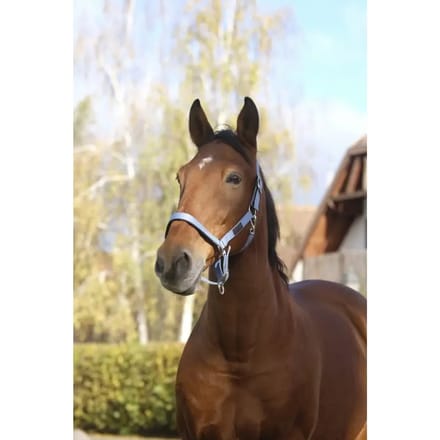 Nylon paardenhalster Equithème Spring