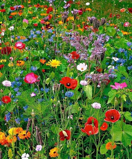 Buzzy Weidebloemen mengsel Voor Zeker 125 M2 - Kerstcadeau