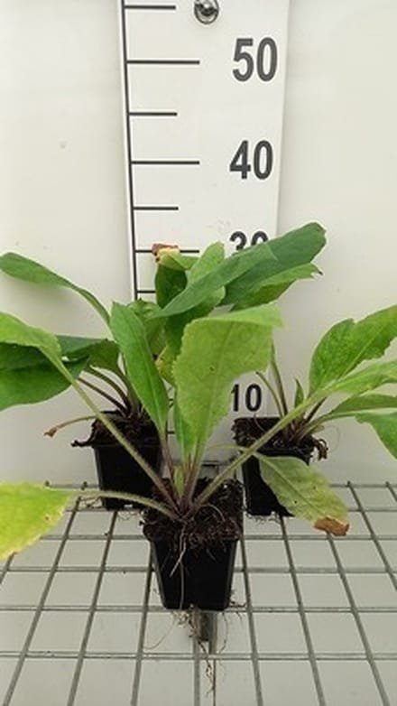 6x Longkruid - Pulmonaria rubra | 9x9 cm pot