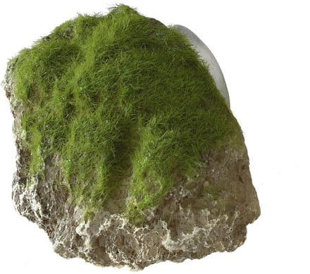 Aqua Della Decor Moss Stone Met Zuignap Small - Aquarium - Ornament - 12x9.5x10.5 cm