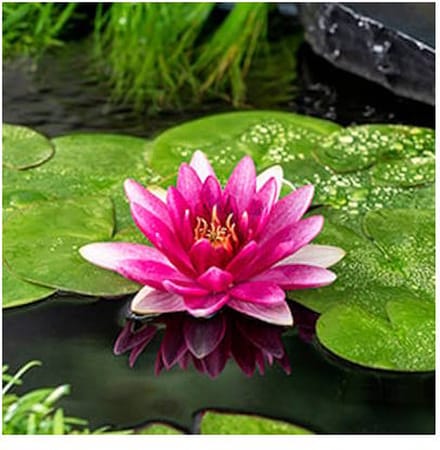 Moerings Nymphaea Escarboucle | Waterlelie | In 11CM pot