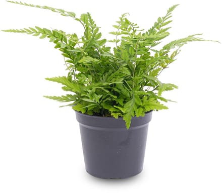 Varen - Athyrium spicatum - Terrarium plant - Potmaat 8 -