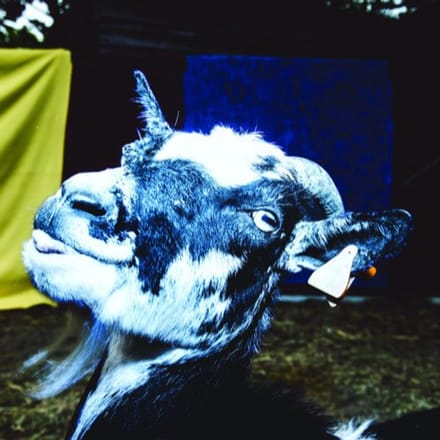 Day Trip To The Petting Zoo - Barely Autumn