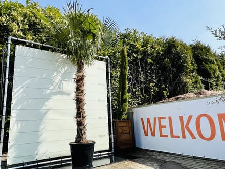 Tropictrees - Palmboom - Trachycarpus Fortunei - Plant - Winterhard - Pot ⌀ 50cm - Hoogte ca. 300cm