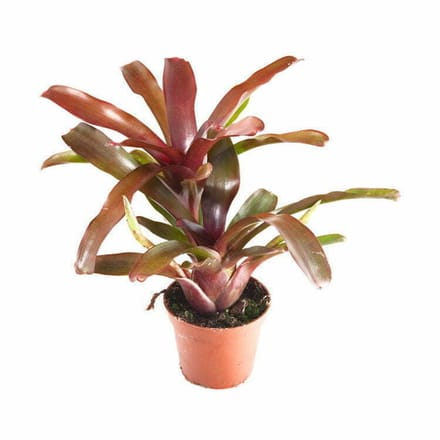 Aquaflora Neoregelia Fireball | in 5 cm pot