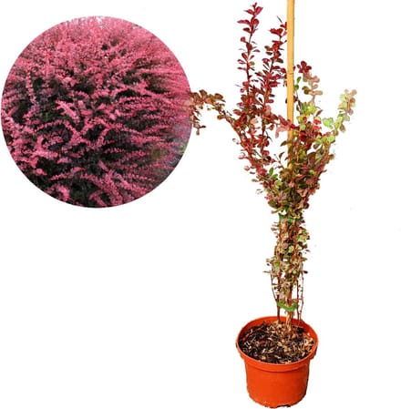 Berberis thunbergii 'Rose Glow' 2 liter pot