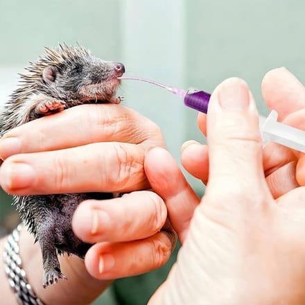 Voedingsbuizen voor vogels - bird feeding probes