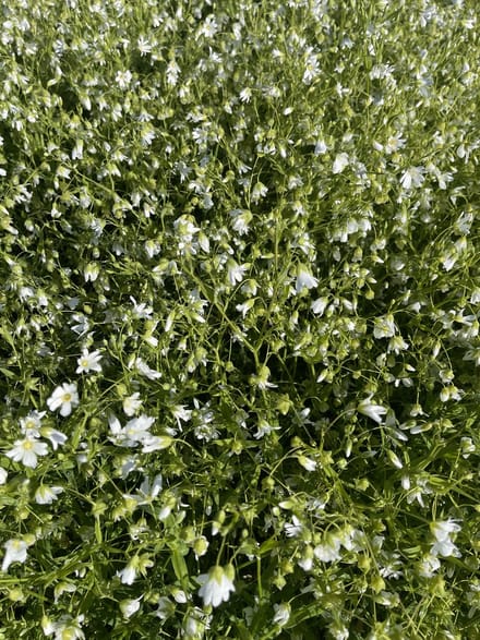 6 x Stellaria holostea - Grote muur in pot 9 x 9 cm