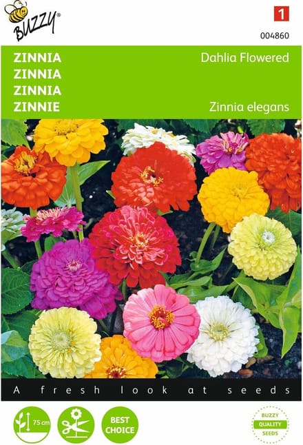 2 stuks - Buzzy - Zinnia elegans Dubbele Dahliabl. Gemengd