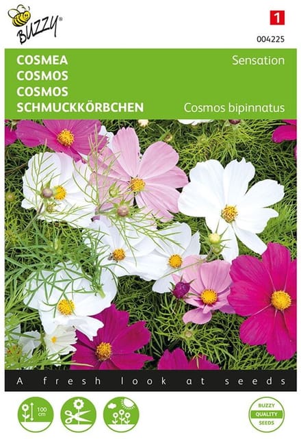 Cosmos Sensation - Cosmea bipinnatus