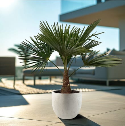 Chinese Waaierpalm - Trachycarpus hoogte 100cm potmaat 21cm