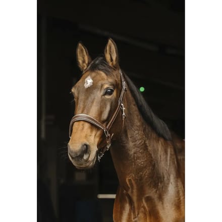 Leer halster voor paard Norton Rock