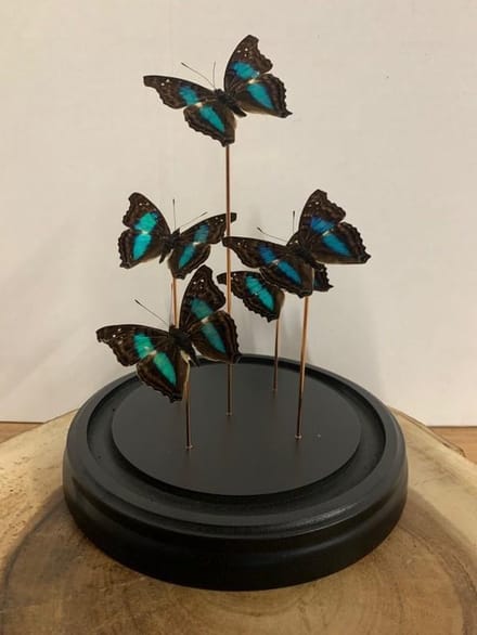 Stolp met Graphium Sarpedon (5)